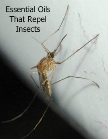 essential oils that repel insects and heal insect bites essential oils that repel insects and heal insect bites