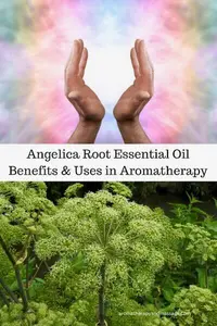 angelica root essential oil