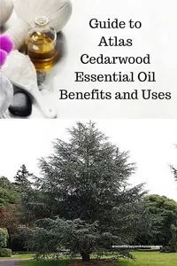 Atlas cedarwood with the words Guide to Atlas Cedarwood Essential Oil Benefits and Uses.