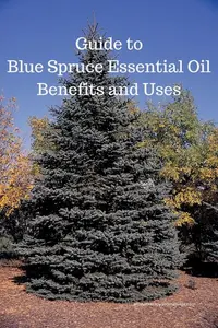 blue spruce essential oil