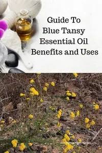 blue tansy eo 400