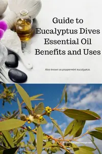 Eucalyptus Dives