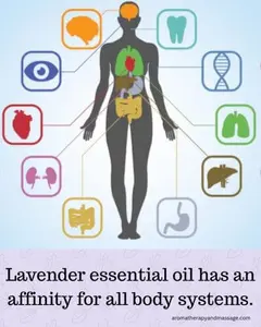 Lavender essential oil has an affinity for all body systems.