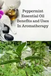The benefits and uses of peppermint essential oil (Mentha piperita) include promoting alertness, helping relieve pain, and supporting digestion. Learn more...