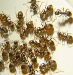 Using essential oils for pest control lets you avoid using toxic pesticides. Learn what to use for different types of bugs and garden pests.