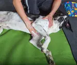 Learn how to massage your dog with basic dog massage techniques to relieve your pet's stiffness and tension while bonding more closely.