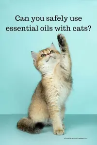 Learn about essential oils and cats, which oils are safe, and proper usage. Guidelines to ensure your feline's safety while using aromatic oils at home.