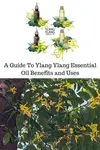 Understand the benefits and uses of ylang ylang essential oil, including acting as an aphrodisiac, balancing all skin and hair types, and relaxing muscles.