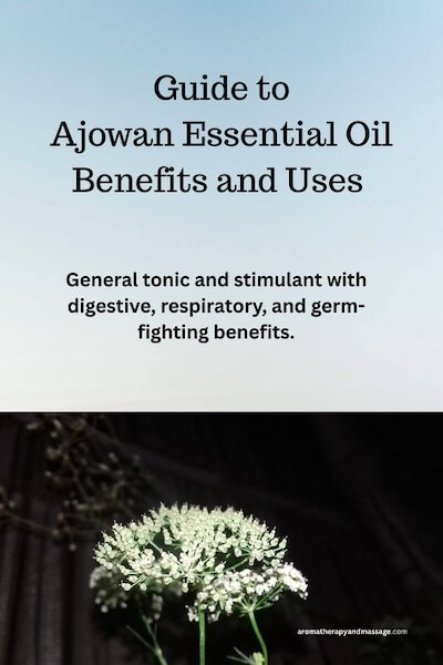 Ajowan Essential Oil Photo of ajowan plant with the words Ajowan Essential Oil Benefits and Uses.