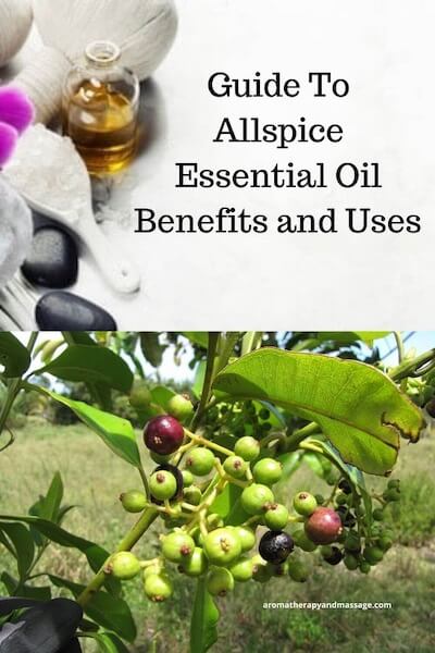 Aromatherapy supplies with the words Guide To Allspice Essential Oil Benefits and Uses and photo of an allspice plant.