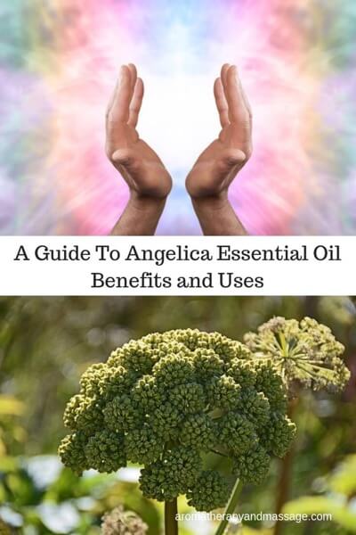 A Guide To Angelica Essential Oil and Its Benefits and Uses In Aromatherapy | Top: Hands in an energy field. Bottom: Angelica plant.
