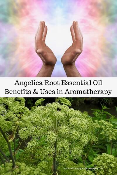Photos of hands surrounded by light and an angelica plant with the words Angelica Root Essential Oil Benefits & Uses in Aromatherapy.