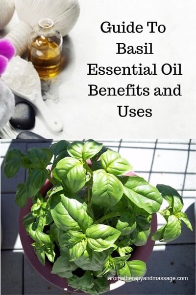A Guide To Basil Essential Oil and Its Benefits and Uses In Aromatherapy