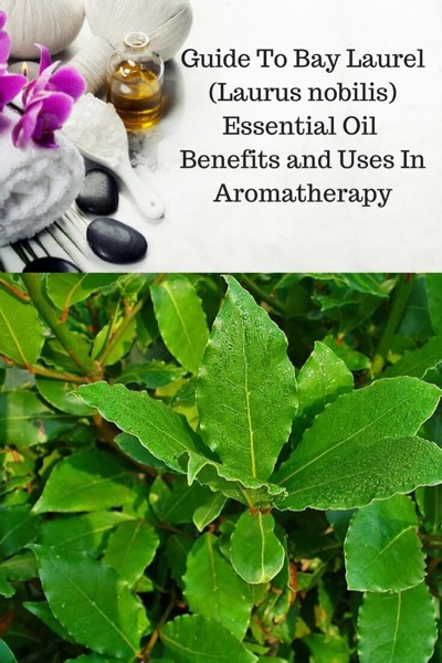 Aromatherapy supplies with the words Guide To Bay Laurel Essential Oil Benefits and Uses and photo of bay laurel leaves.