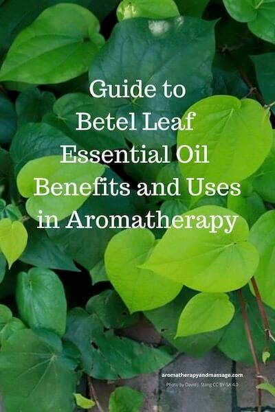 Photo of Piper betle plant with the words Guide To Betel Leaf Essential Oil Benefits and Uses.