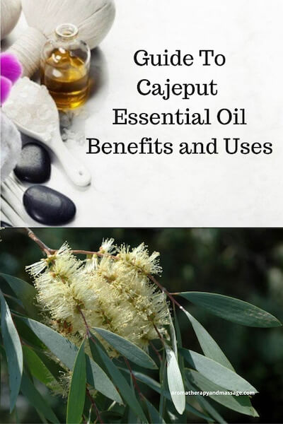 Aromatherapy supplies with the words Guide To Cajeput Essential Oil Benefits and Uses and photo of a cajeput plant.