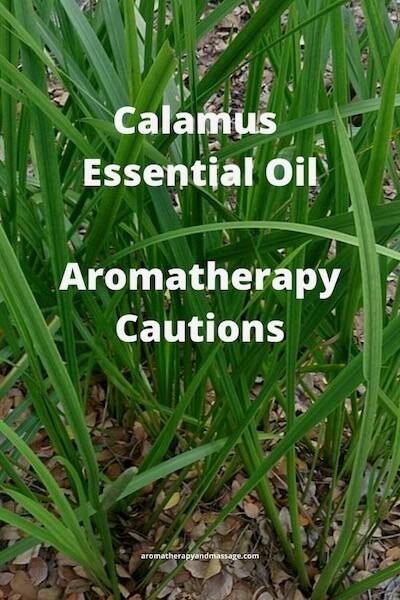 Photo of a calamus plant with the words Calamus Essential Oil Aromatherapy Cautions.