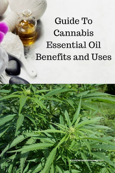 Aromatherapy supplies with the words Guide To Cannabis Essential Oil Benefits and Uses and photo of the Cannabis sativa plant