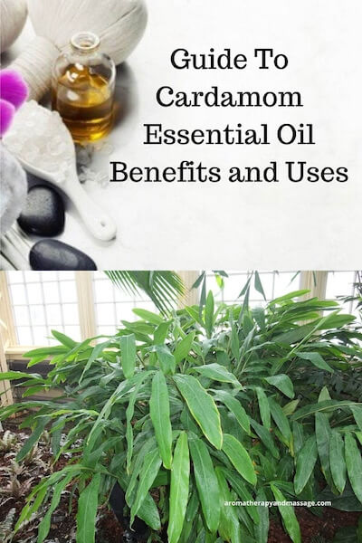 Aromatherapy supplies with the words Guide To Cardamom Essential Oil Benefits and Uses and photo of a cardamom plant.