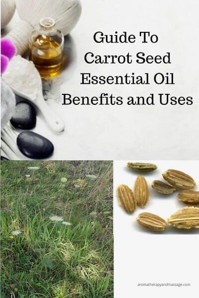 Aromatherapy supplies with the words Guide To Carrot Seed Essential Oil Benefits and Uses and photo of carrot plant and photo of dried carrot seeds.