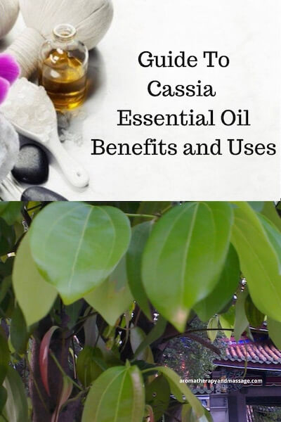 Aromatherapy supplies with the works Guide To Cassia Essential Oil Benefits and Uses and photo of a cassia tree.