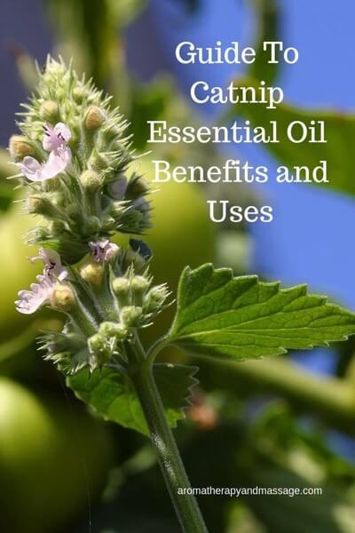 Guide To Catnip Essential Oil A Guide To Catnip Essential Oil and Its Benefits and Uses in Aromatherapy (with photo of the catnip herb)