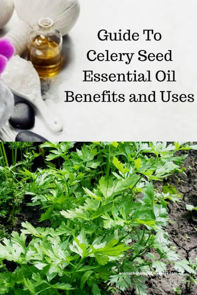 Aromatherapy supplies with the words Guide To Celery Seed Essential Oil Benefits and Uses and photo of a celery plant.