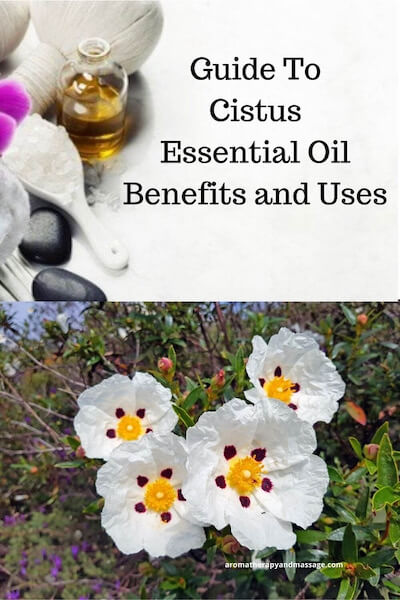 Aromatherapy supplies with the words Guide To Cistus Essential Oil Benefits and Uses and photo of a cistus flower.