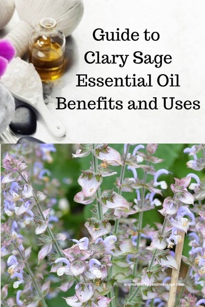 A Guide To Clary Sage Essential Oil and Its Benefits and Uses In Aromatherapy | Photos of the clary sage plant and aromatherapy accessories
