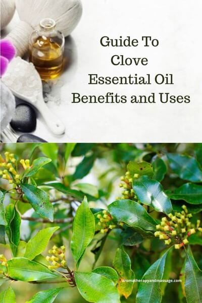 Aromatherapy supplies with the words Guide To Clove Essential Oil Benefits and Uses and photo of clove plant.