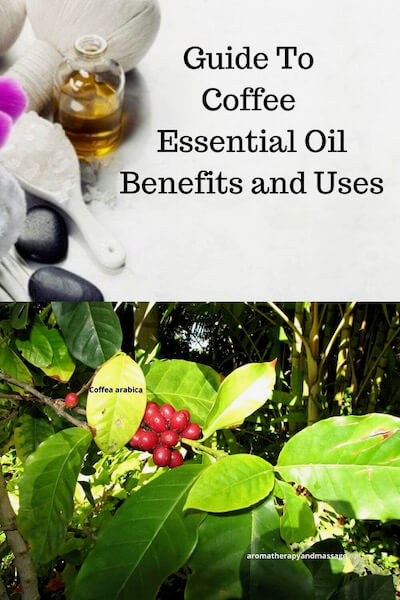 Aromatherapy supplies with the words Guide To Coffee Essential Oil Benefits and Uses and photo of a Coffea arabica plant.