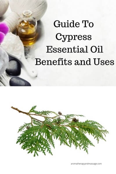 Essential oil supplies with the words Guide To Cypress Essential Oil Benefits and Uses and photo of cypress needles.