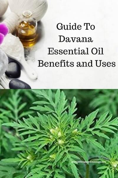 Aromatherapy supplies with the words Guide To Davana Essential Oil Benefits and Uses and photo of a davana plant.