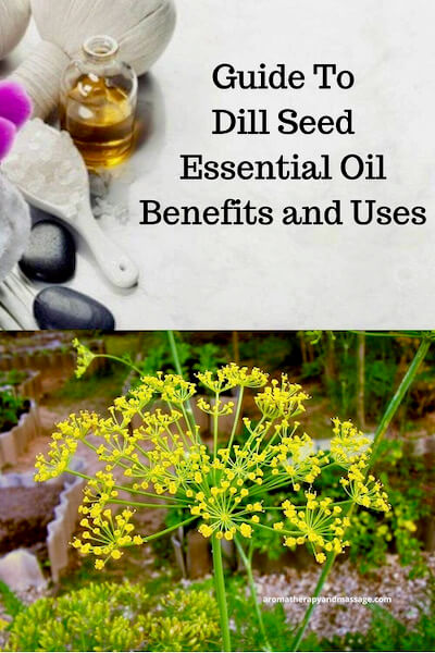 Aromatherapy supplies with the words Guide To Dill Seed Essential Oil Benefits and Uses and photo of a dill plant.