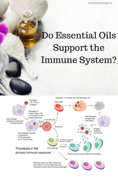 Drawing of how the immune system works with the words Do Essential Oils Support the Immune System?