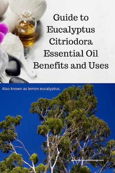 Aromatherapy supplies with the words Guide to Eucalyptus Citriodora Essential Oil Benefits and Uses and photo of a lemon eucalyptus plant.
