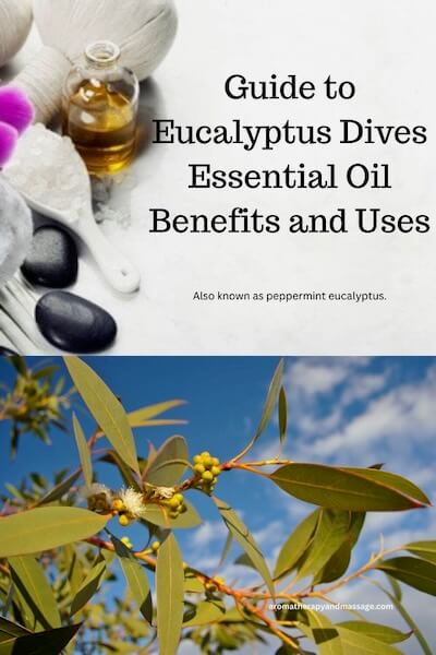 Aromatherapy supplies with the words Guide to Eucalyptus Dives Essential Oil Benefits and Uses and photo of Eucalyptus Dives plant.