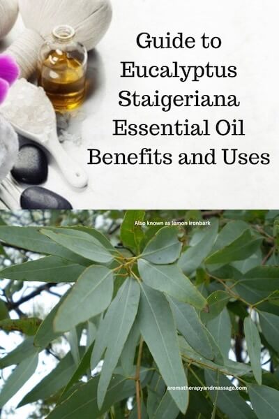 Aromatherapy supplies with the words Guide to Eucalyptus Staigeriana Essential Oil Benefits and Uses and photo of Eucalyptus Staigeriana leaves.