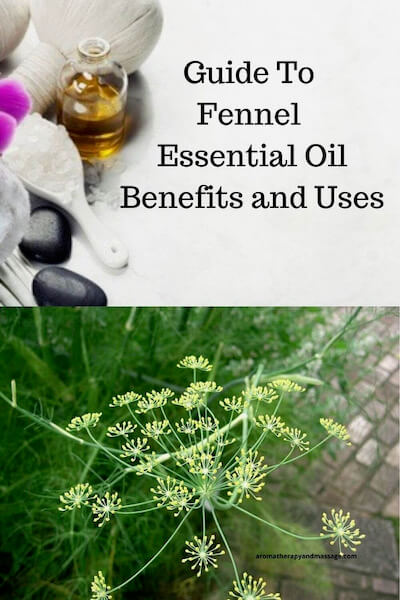 Aromatherapy supplies with the words Guide To Fennel Essential Oil Benefits and Uses and photo of a fennel plant.