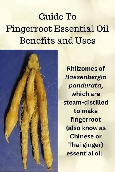 Fingerroot Essential Oil Photo of fingerroot rhizomes with the words Guide To Fingerroot Essential Oil and Its Benefits and Uses.