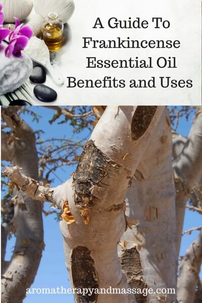 Aromatherapy supplies with the works Guide To Frankincense Essential Oil Benefits and photo of a frankincense tree.