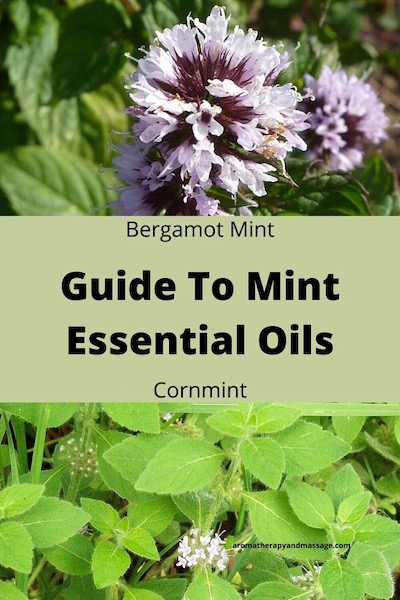 Photos of bergamot mint and cornmint plants with the words Guide To Mint Essential Oils.