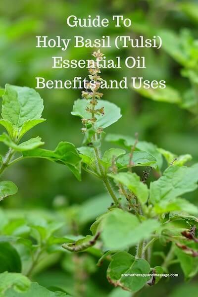 Photo of holy basil plant with the words Guide to Holy Basil (Tulsi) Essential Oil Benefits and Uses