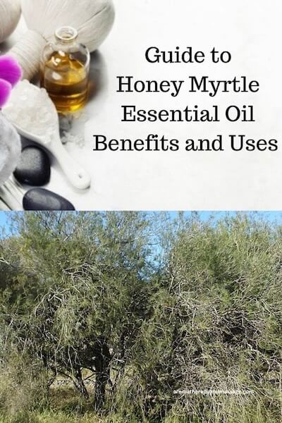 Aromatherapy supplies with the words Guide to Honey Myrtle Essential Oil Benefits and Uses and photo of honey myrtle bush.