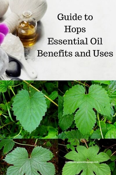 Aromatherapy supplies with the words Guide to Hops Essential Oil Benefits and Uses and photo of hops leaves.