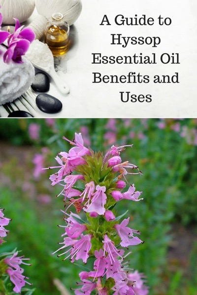 Guide To Hyssop Essential Oil and Its Benefits and Uses