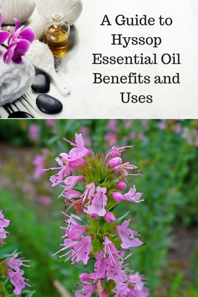 Aromatherapy supplies with the words Guide To Hyssop Essential Oil Benefits and Uses and photo of hyssop plant.