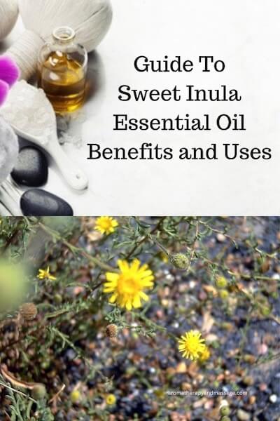 Aromatherapy supplies and photo off inula gravelons flowers with the words Guide To Sweet Inula Essential Oil Benefits and Uses.