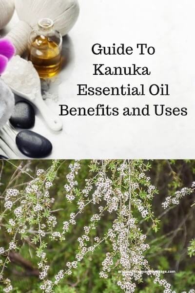 Guide To Kanuka Essential Oil Aromatherapy supplies with the words Guide To Kanuka Essential Oil Benefits and Uses and photo of a kanuka (Kunzea ericoides) plant.