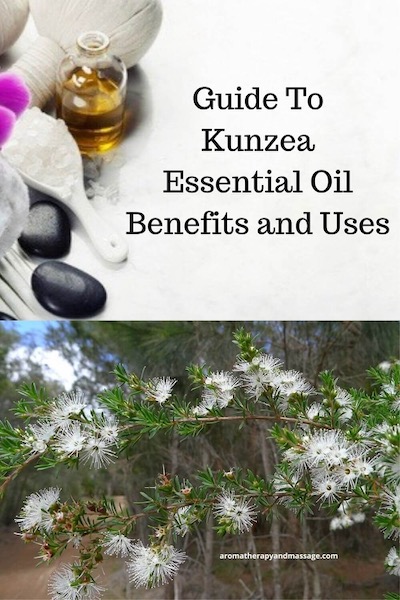 Aromatherapy products with the words Guide To Kunzea Essential Oil Benefits and Uses and photo of kunzea plant.